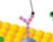 <p>name?</p>