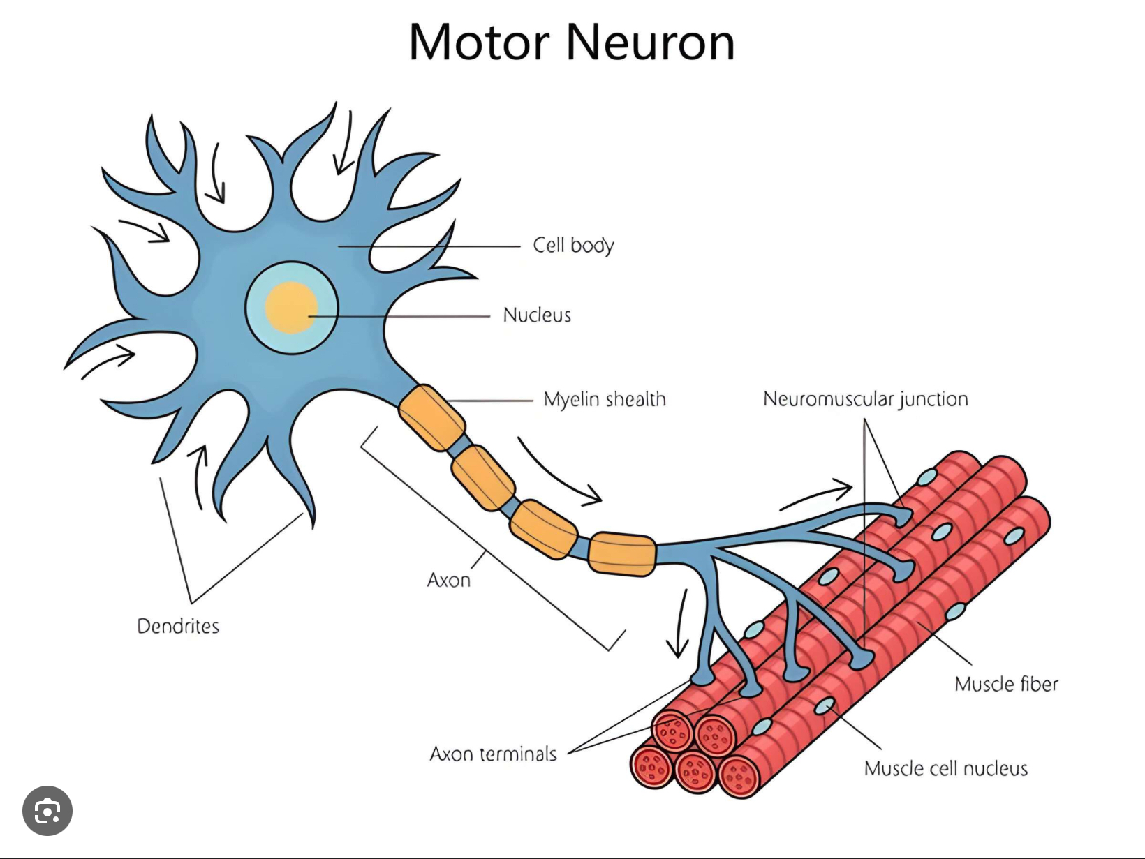 <p>Neurons that control effectors (such as muscles)</p>