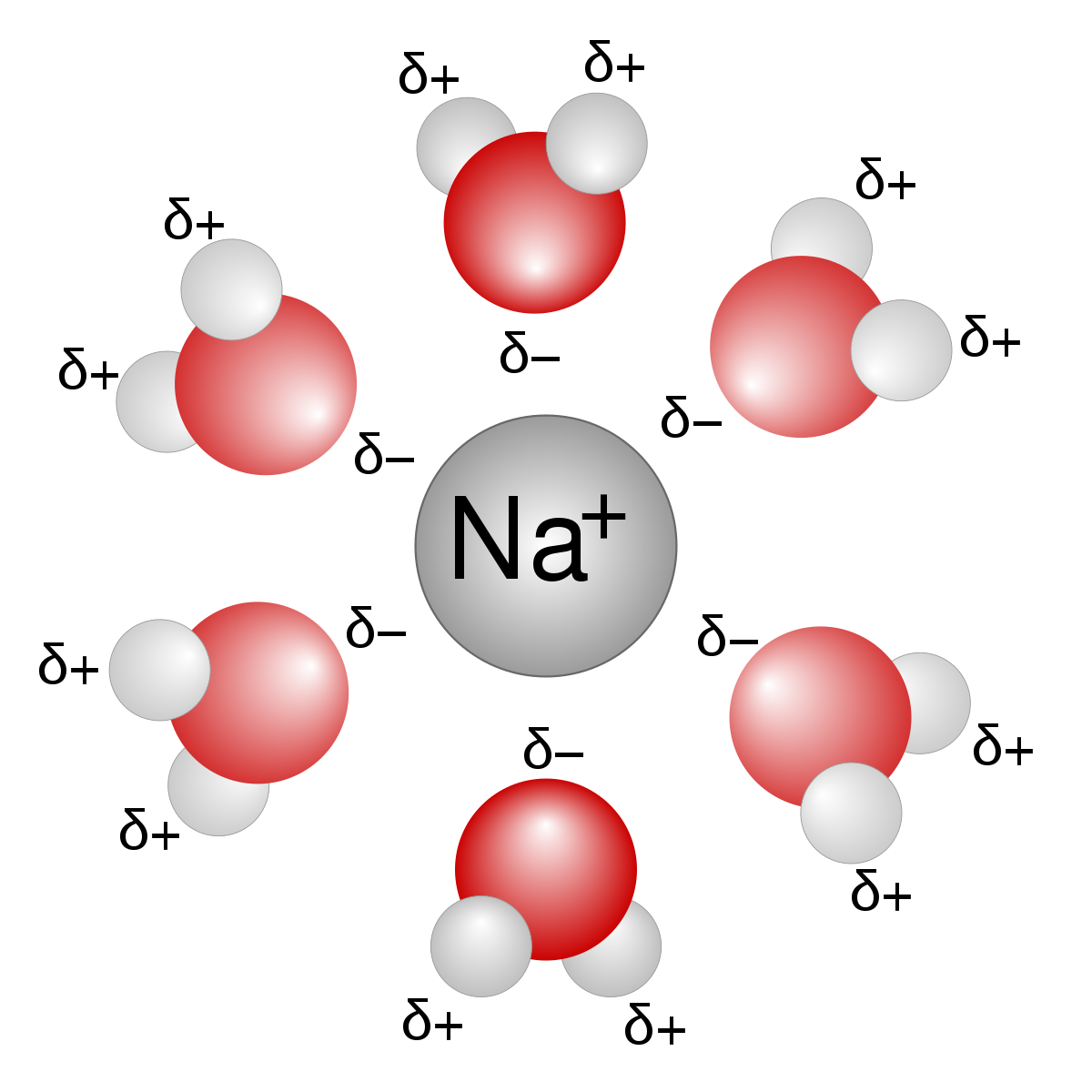 <p>-layer of water molecules completely surrounding the ion -It is associated with water being polar and contains both negative and positive charges, meaning that it is able to attract both negative and positive ions.</p>