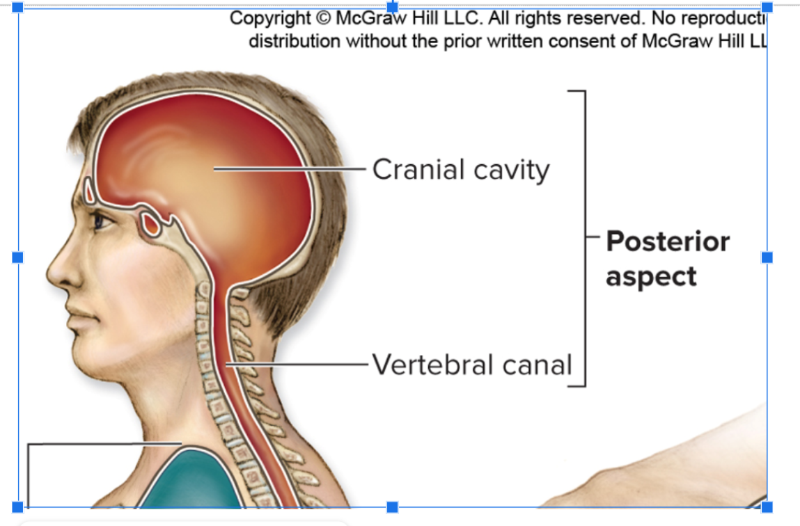 <p><span><strong>7. Locate the major body cavities (posterior aspect and ventral cavity) and identify the major divisions and organs found in each cavity.</strong></span></p><p><br><span><strong>Exam Question -&nbsp; Name of the major body cavities and what organ they enclose and function</strong></span></p><p><br></p>