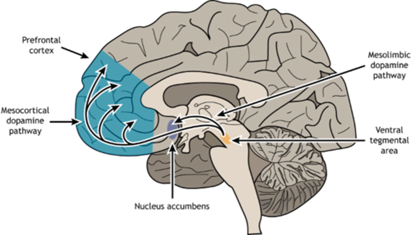 <p>from ventral tegmental area to dorsolateral prefrontal cortex to anterior cingulate gyrus</p>