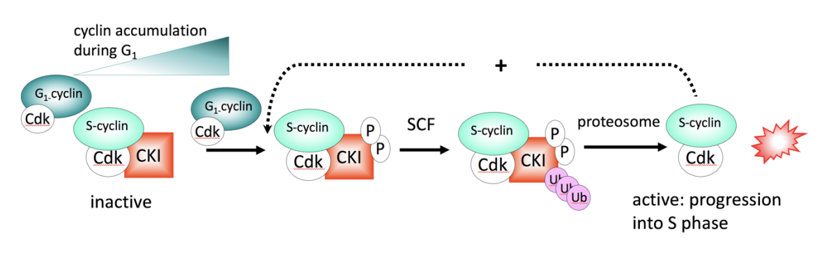 <ol><li><p>S-phase CDK is built during G1 BUT</p><ul><li><p>held inactive by bound CKI</p></li></ul></li><li><p>G1-CDK activity meets threshold</p></li><li><p>CKI phosphorylated </p><ul><li><p>generating a phospho-degron</p></li></ul></li><li><p>This is recognised by SCF </p><ul><li><p>targeted for proteolysis</p></li></ul></li><li><p>Now S-CDK is released</p></li><li><p>This can phosphorylate the CKI too</p><ul><li><p>accelerating the reaction:</p></li><li><p>positive feedback loop</p></li></ul></li><li><p>OVERALL→ progression into S phase</p></li></ol><p><em>This is in yeast btw</em></p><p></p>