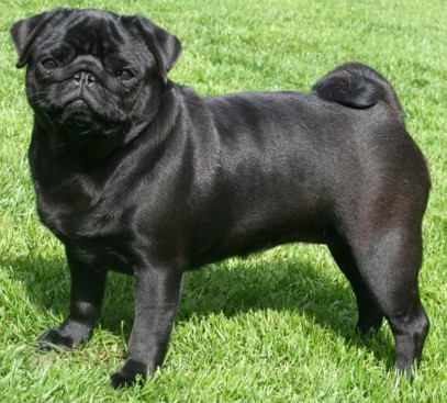 <p>Pug</p>