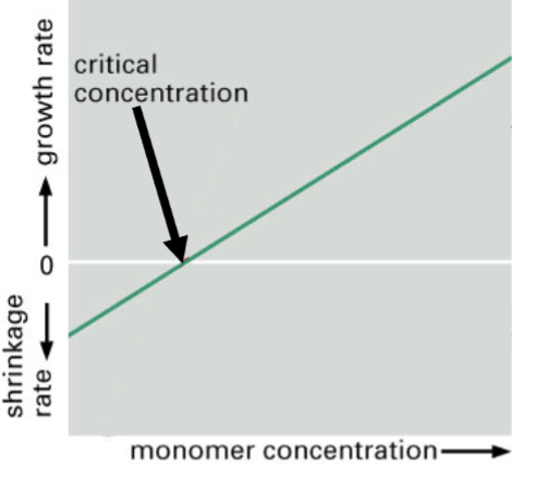 <p>a different way to express graphically the results of a pyrene actin assay; </p><p>+ rate → + and - ends growing, starting at the middle point of that + line</p><p>at the net critical concentration, depleting the monomer and it is not possible to have the same number of monomers coming off the negative ends as going onto the positive end</p>