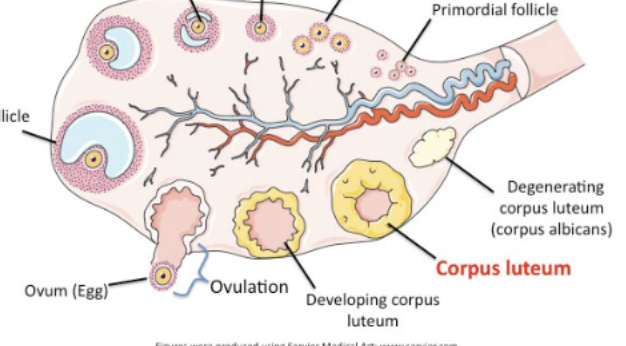<p>parts of the ovary</p><p>corpus luteum</p>