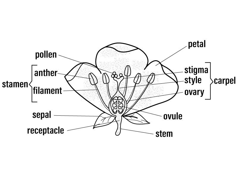 labelled diagram of a flower
