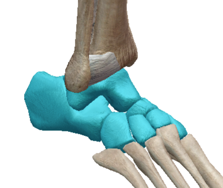 <p>Short bones</p>