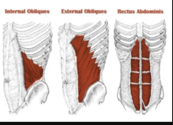 <p>External obliques</p>