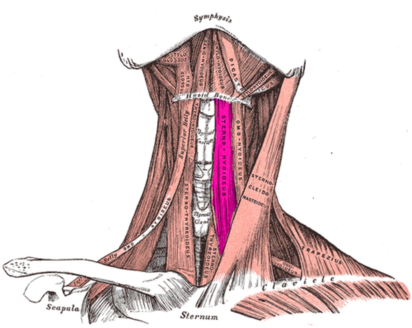 <p>O: manubrium + clavicle</p><p>I: hyoid bone</p>