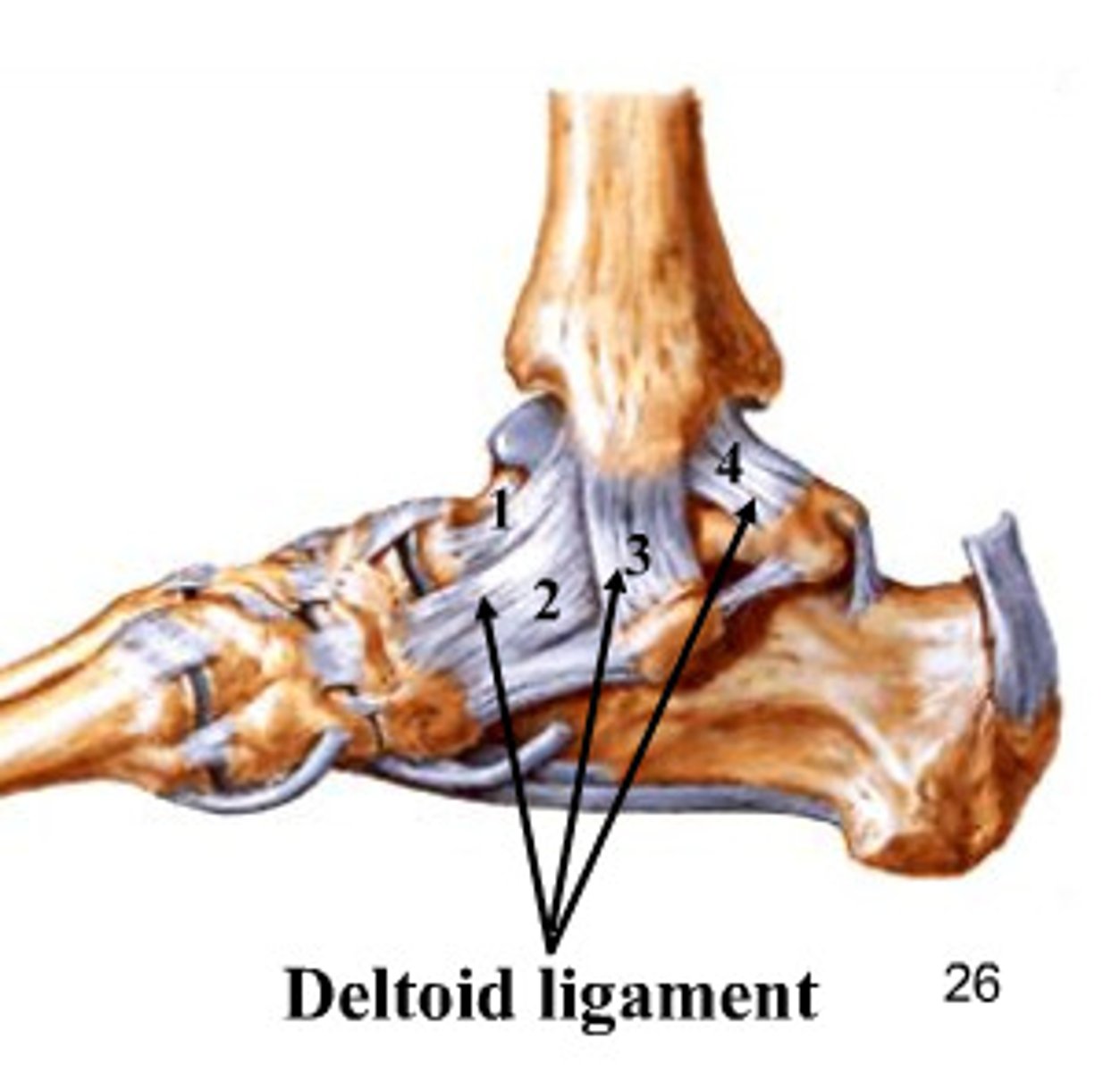 <p>Higher strength of deltoid ligaments</p><p>Lateral malleolus blocks excessive eversion</p>