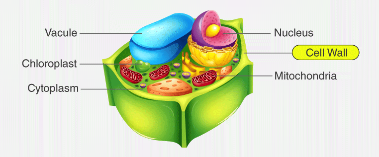 <p>Structure surrounding plant cell membrane and gives the plant structure and rigidity, made of the carb cellulose.</p>