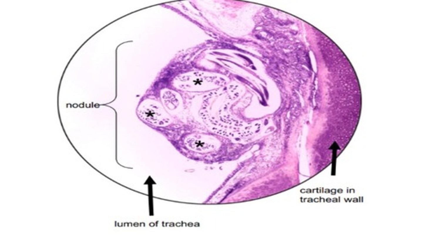 <p>Metastrongyloidea (lungworm) that forms nodules in the trachea & bronchi of domestic/wild canids</p><p>-Not often found in the lungs but can be confirmed by bronchoscopy as lesions observed by bronchoscope are pathognomonic</p>