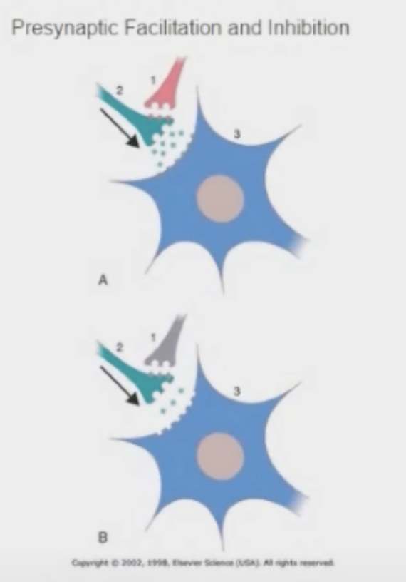 <p></p><p>presynaptic axon releases neurotransmitter that slightly depolarizes the axon terminal of the second neuron; due to chemical action at axoaxonic synapse (one axon synapses w/ another axon)</p><p>*more neurotransmitter is released</p><p>red = facilitation, gray = inhibition</p>