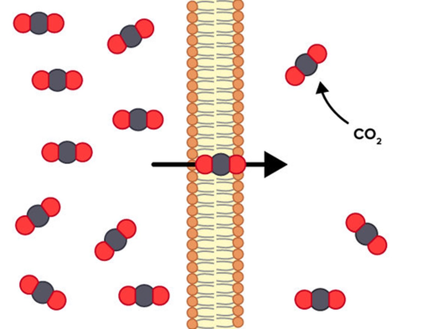 <p>1. Uses no energy</p><p>2. Things are moved from an area of high concentration to an area of low concentration (diffusion)</p><p>3. usually membrane facilitated (passes through bilayer)</p>