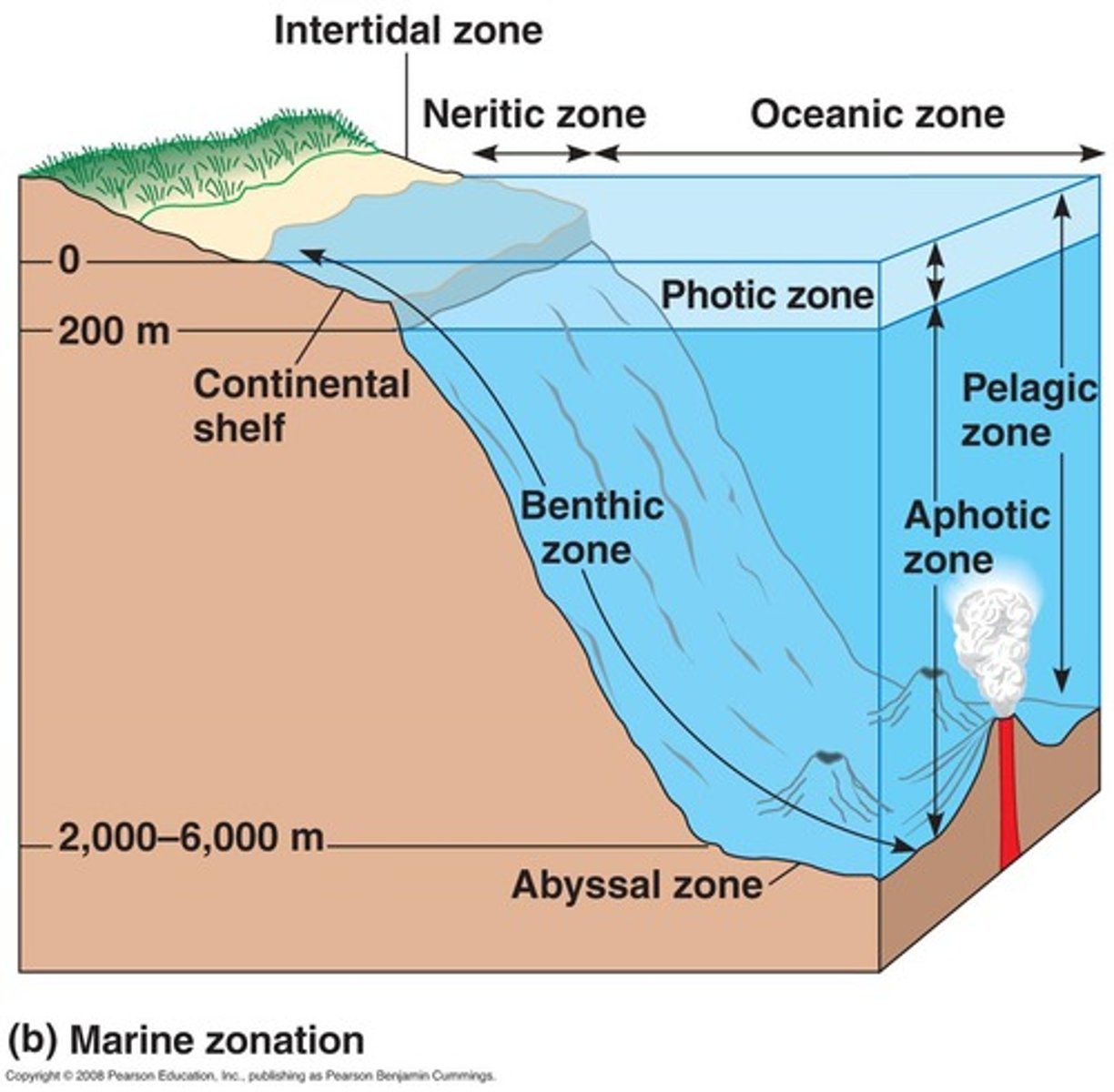 <p>Deep, salty aquatic biome. Largest boime on earth. Algae in this biome produce a significant portion of earth's oxygen via photosynthesis</p>