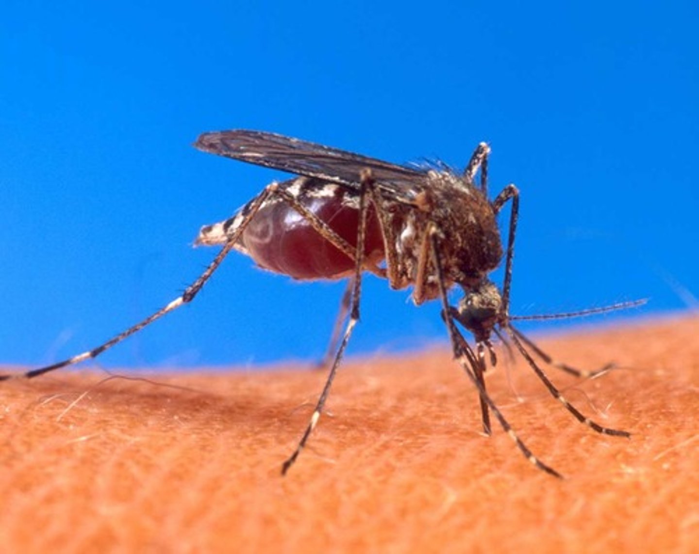 <p>Caused by the yellow fever virus, spread by infected mosquitos, no treatment, vaccine available.</p>