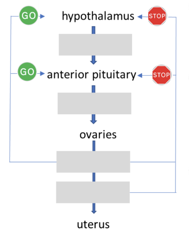 <p>The human reproductive cycle is coordinated by tropic hormones and sex hormones in anootther hormone cascade (10 marks)</p><p>a) Fill in the missing hormones</p>