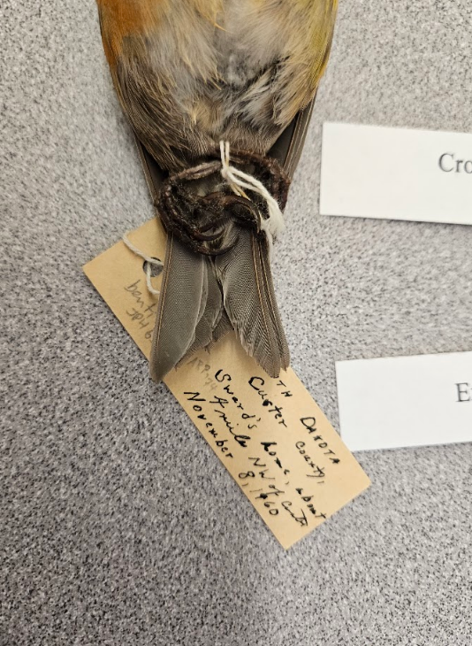 <p>the rectrices increase in length from the middle to the outermost pair (SLIGHT GRADUATIONS) </p>