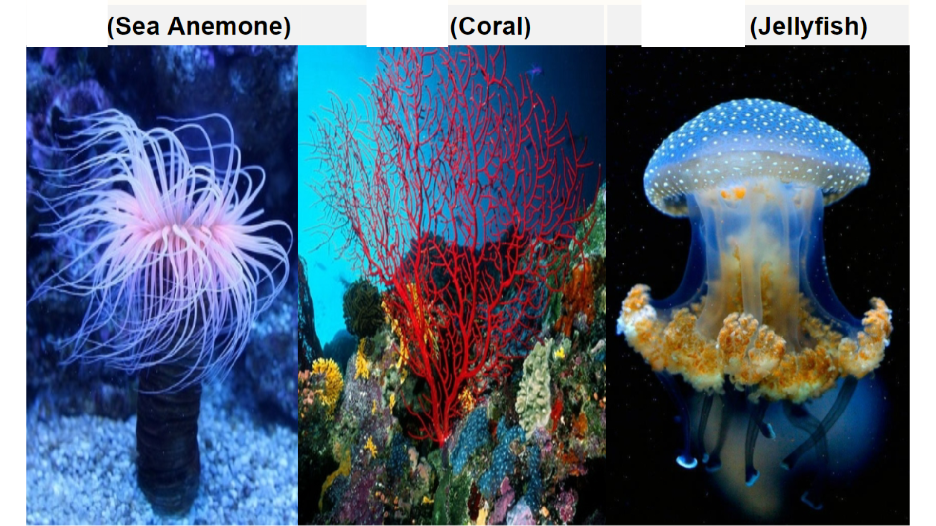 <p>What body form is Coral?</p>