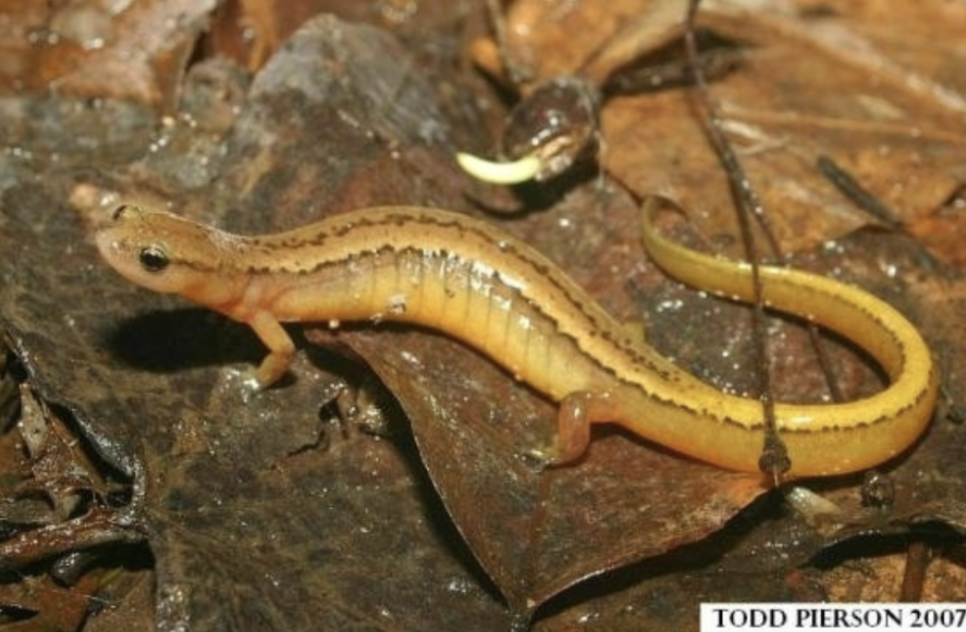 <p>Two-Lined Salamander (eurycea bislineata)</p>