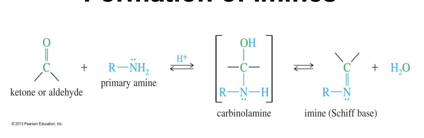 <p><strong>Reagent :</strong></p><ul><li><p>1 amine or ammonia (R - NH<sub>2</sub>)</p></li><li><p>H<sup>+</sup></p></li></ul><p><strong>Starting</strong>: Ketone/Aldehyde&nbsp;</p><p><strong>Mechanism:</strong></p><p><em>Step 1:&nbsp;Acid-catalyzed addition</em> </p><p><strong> </strong></p><ol><li><p>The hydrogen form the acid from H+ is taken by Oxygen.&nbsp;</p></li><li><p>the double bond of of O breaks&nbsp;</p></li><li><p>The nitrogen of the amine attacks the carbonyl carbon.</p></li><li><p><strong>Water</strong> comes in and takes an H from RNH2 making it R- NH.&nbsp;</p></li></ol><p><em>Step 2:&nbsp;Acid-catalyzed dehydration</em></p><ol><li><p>Another H+ is introduces and Oxygen taking a H&nbsp; makes it a L.G H<sub>2</sub>O</p></li><li><p>A double bond with carbon and nitrogen from</p></li><li><p>Water comes in and take an H from R- NH</p></li></ol><img src="https://knowt-user-attachments.s3.amazonaws.com/da36ce0d-0788-4f02-8fff-8788b000f287.png" data-width="100%" data-align="center"><p></p>