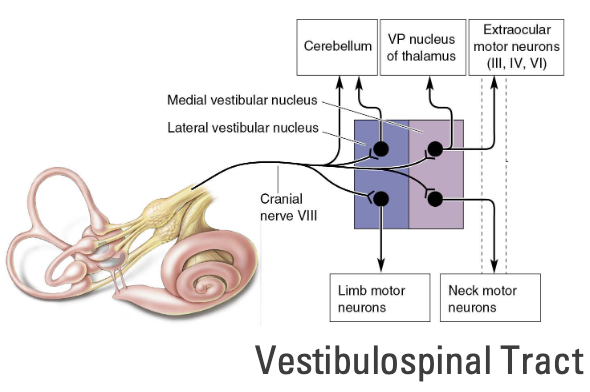 <p>1) <strong><em>Cerebellum</em></strong></p><ul><li><p>Vestibular sensations needed for <strong><u>coordinating movements</u></strong></p></li></ul><p>2) <strong><em>Thalamus (ventral posterior nucleus)</em></strong></p><ul><li><p>Then projects to <strong><u>Postcentral gyrus</u></strong></p></li><li><p>Info received by the cortex maintains a representation of the body in space</p></li></ul><p>3) <strong><em>Extraocular motor neurons</em></strong></p><ul><li><p>Reflexive eye movements</p></li><li><p>Primary goal: <strong><u>Maintain gaze</u></strong></p></li></ul><p>4) <strong><em>Limbs</em></strong></p><ul><li><p>Reflexive limbs movements</p></li><li><p>Primary goal: <strong><u>Keep body upright</u></strong></p></li></ul><p>5) <strong><em>Neck and trunk</em></strong></p><ul><li><p>Reflexive neck/trunk movements</p></li><li><p>Primary goal: <strong><em>Keep head upright</em></strong></p></li></ul><p></p>