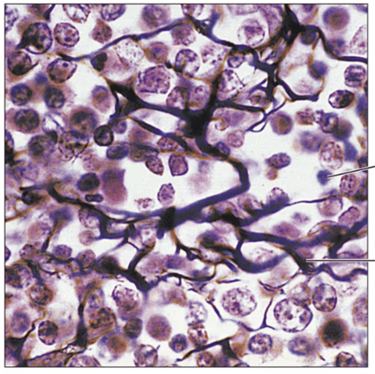 <p>Identify the tissue.</p>
