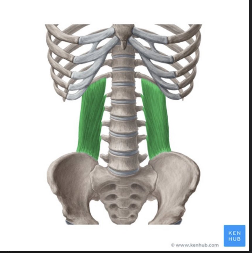 <p>Identify the highlighted muscle</p>