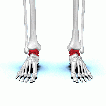 <p>Key Features: Top of foot, ankle joint</p><p>Memory Trick: Tiptoe tilt</p>