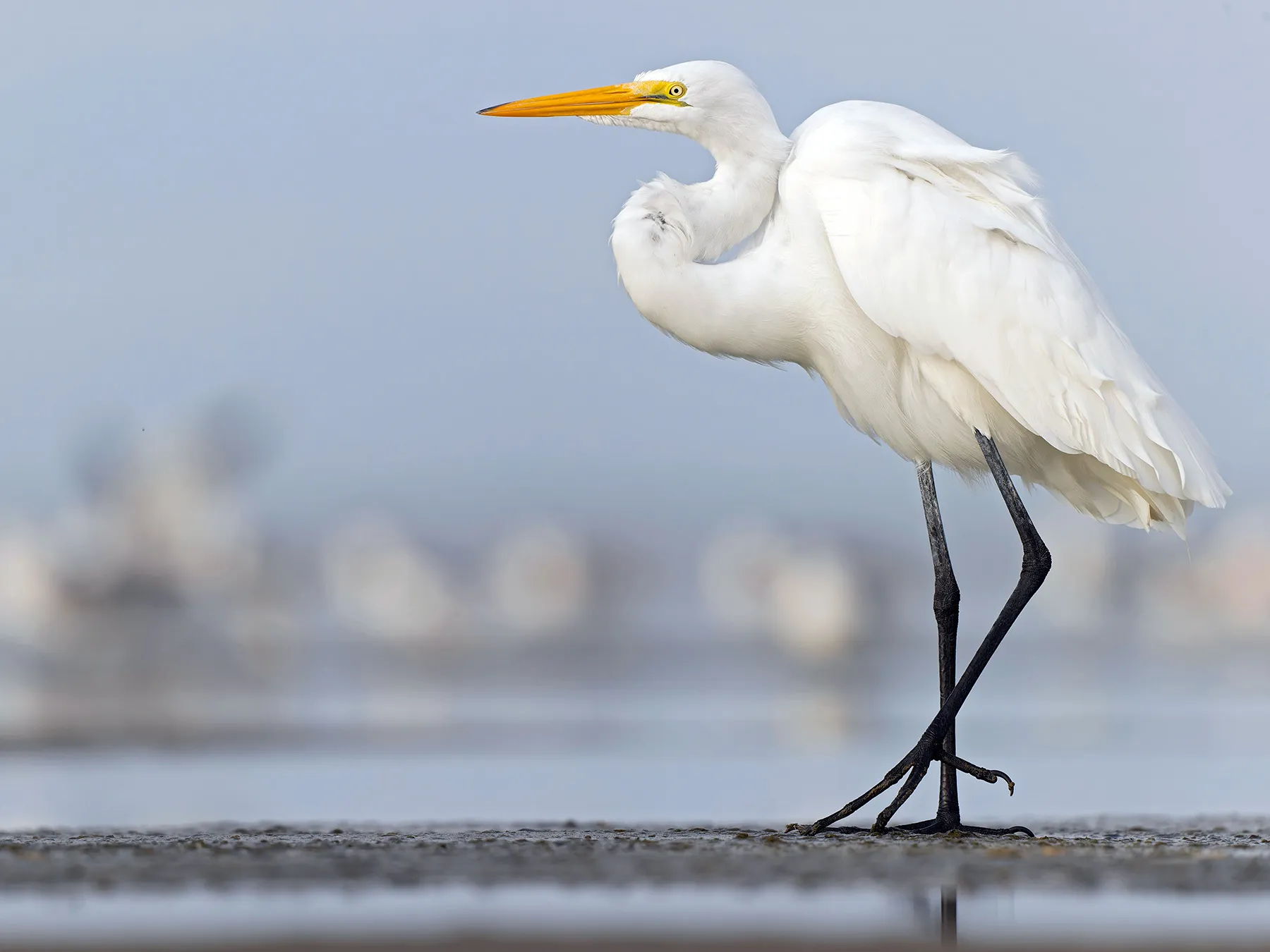 <p>Large white with yellow bill and black legs.</p>