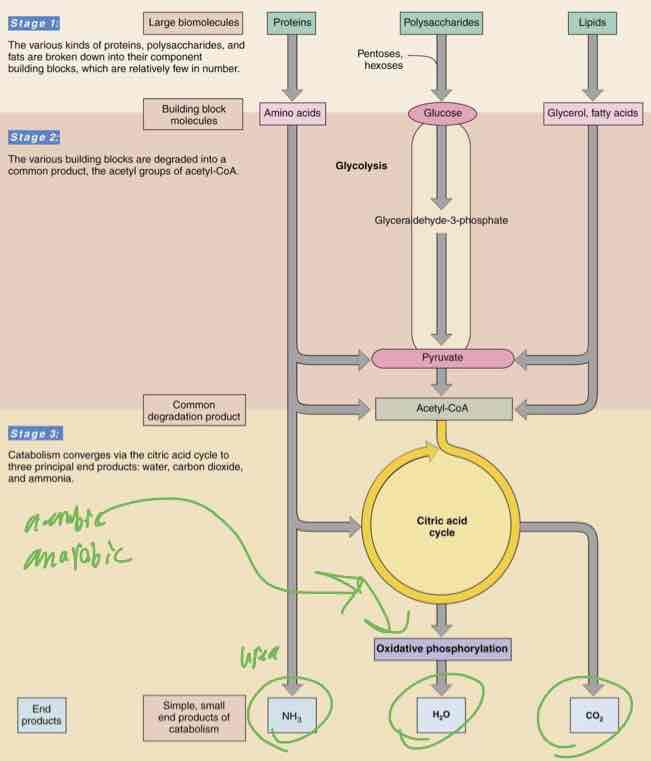 <p>Two Ways to Manage Catabolism and Anabolism </p>