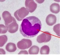 <p>type of white blood cell that transforms into macrophages and engulfs bacteria</p>