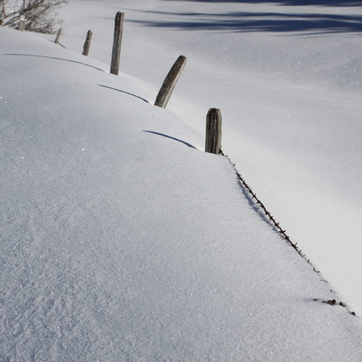 <p>not having been walked on</p>