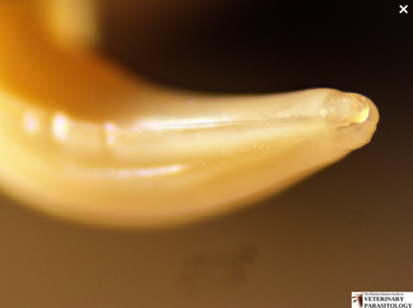 <p>What parasite is this if it is from a cat</p>