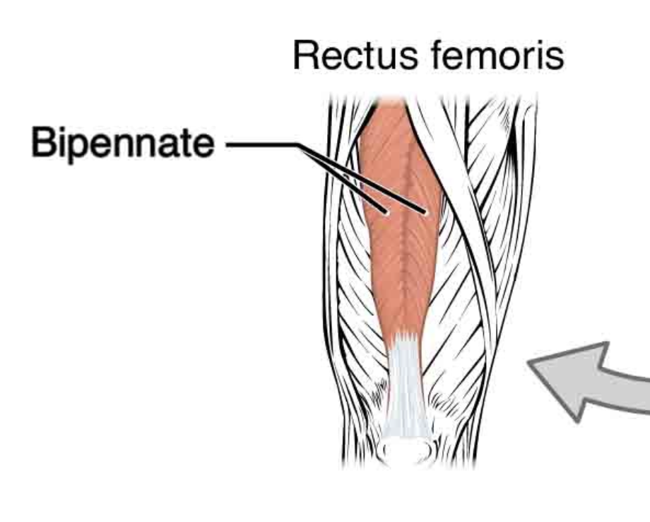 <p>Fascicles arranged on both sides of centrally positioned tendons</p><p>ie. Rectus femoris muscle</p>