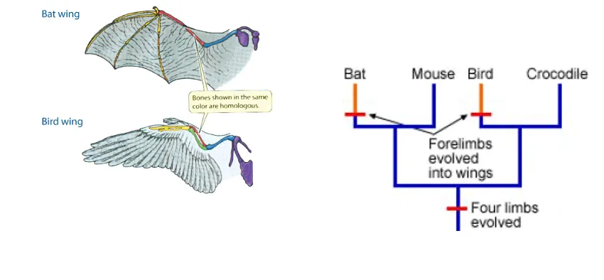 <p>Traits evolve more than once</p><ul><li><p>not by DNA and protein sequences</p></li></ul><p>e.g. wings in birds, bats, and flower colour</p>