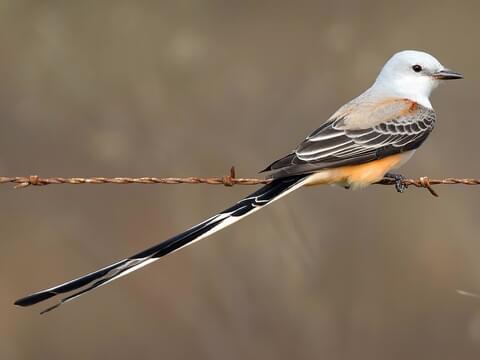 <p>Pale with salmon sides and long forked tail.</p>