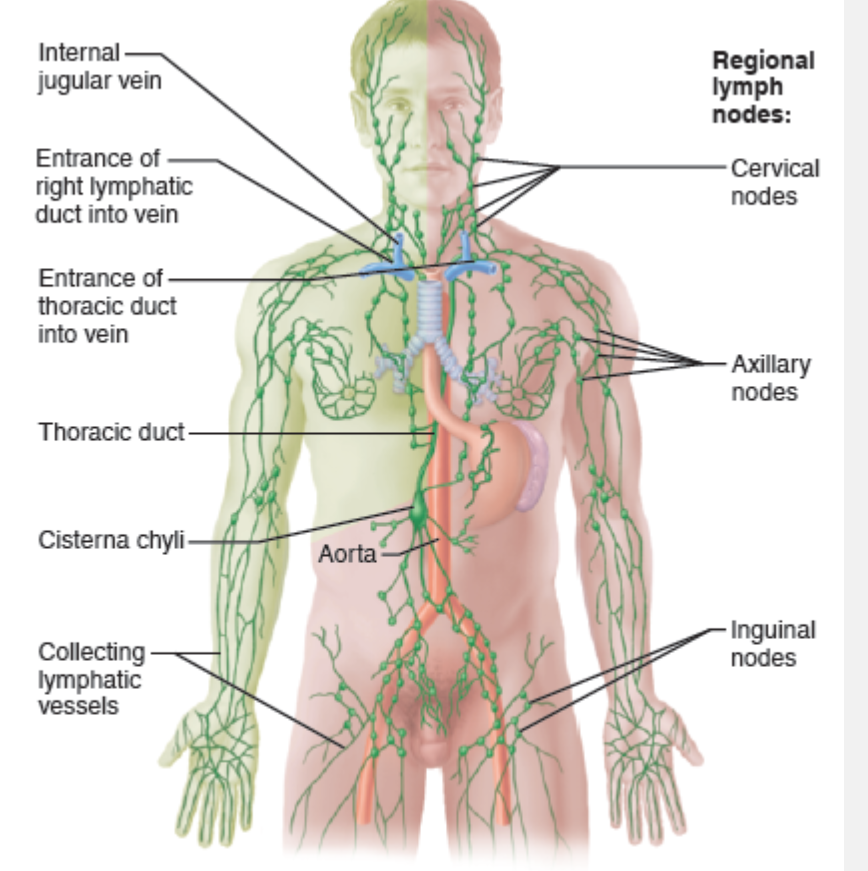 <p>Thoracic duct</p>