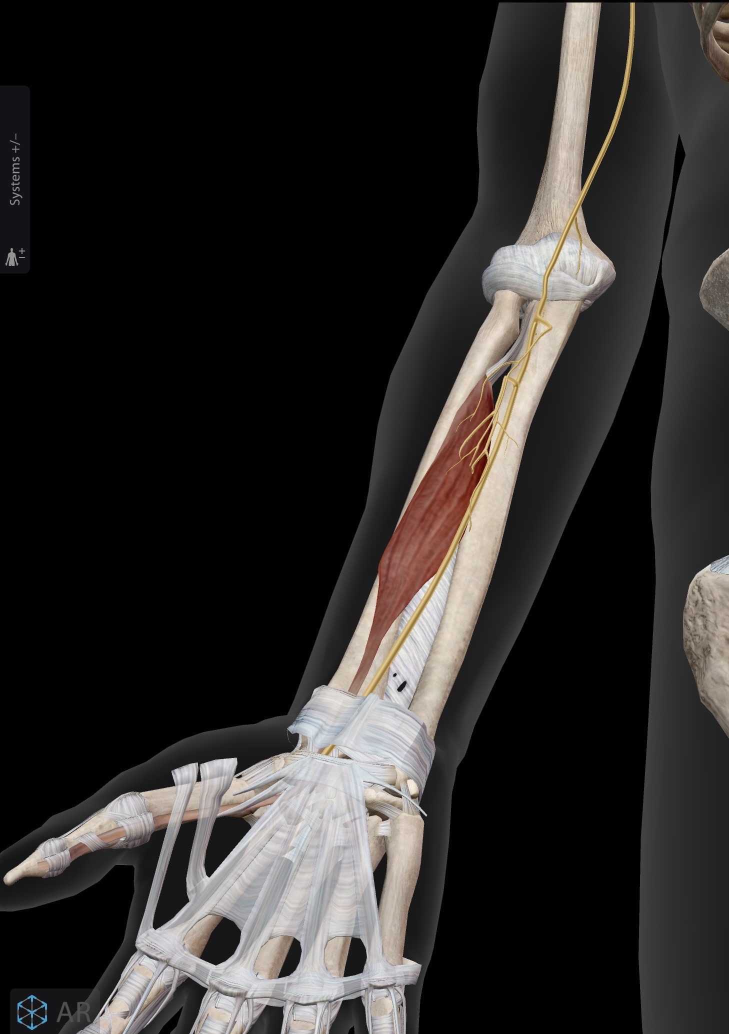 <p>Flexor pollicis longus</p><p>O: middle portion of the radius </p><p>I: Base of distal phalanx of the thumb</p><p>A: Flexion of the thumb at the MCP and IP joints. Flexion of the hand at the wrist joint.</p><p>IN: median nerve (C5-C8, T1)</p>