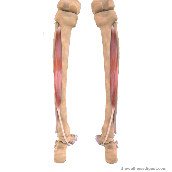 <p>O: Lateral/Posterior Tibialis, Mediul Fibula I: Navicular and Cuneiform A: Inverts and Plantar flexes ankle</p>