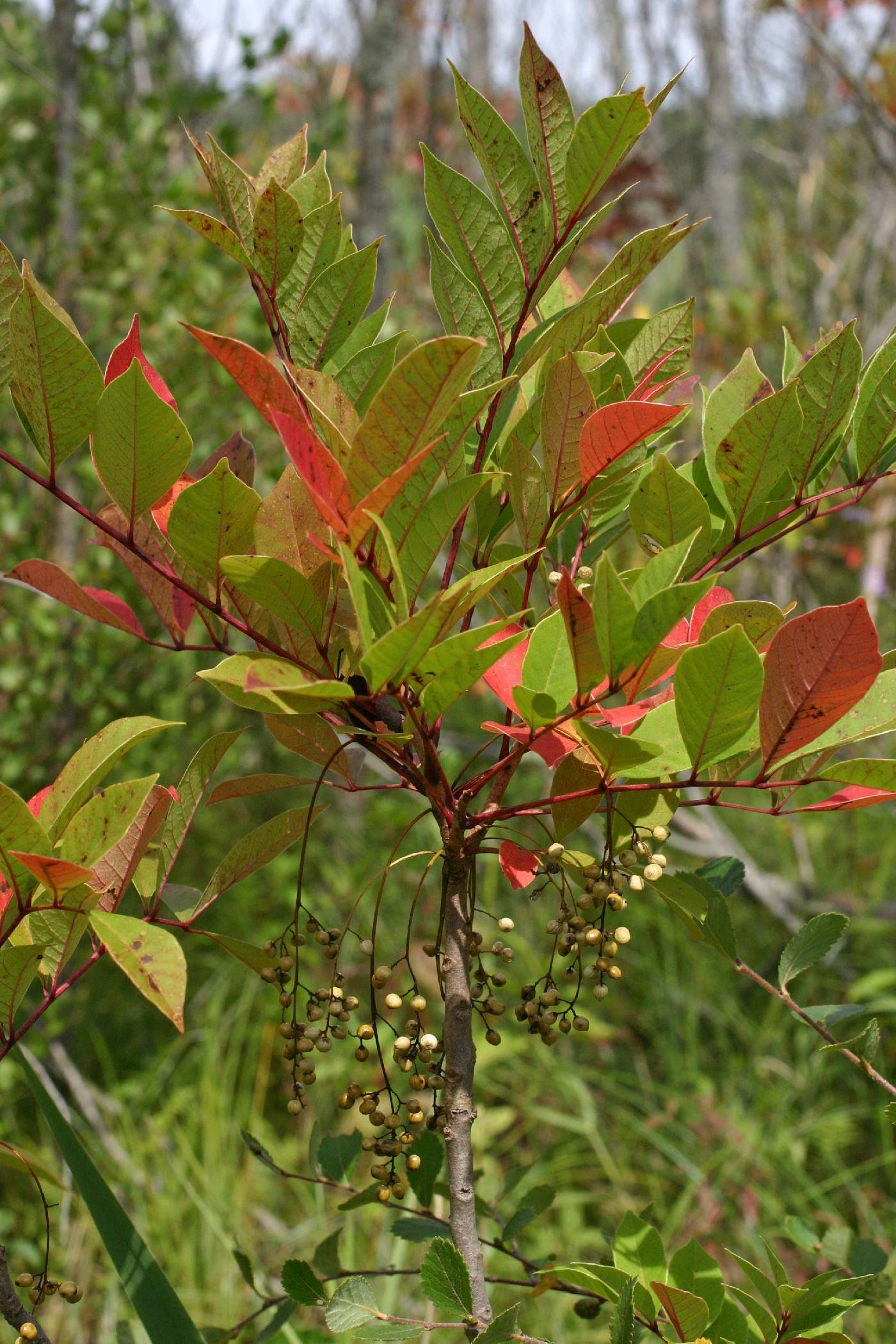 <p>Shrub</p><p>-pinnately compound leaves</p><p>-stalked with 10-13 leaflets</p><p>-axillary flowers in a long inflorescence</p><p>-greyish white drupes</p><p>-glaucous (waxy coating), glabrous (hairless)</p><p>-non-toothed leaves tapering at both ends</p>