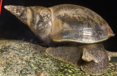 <p>gastropoda</p>