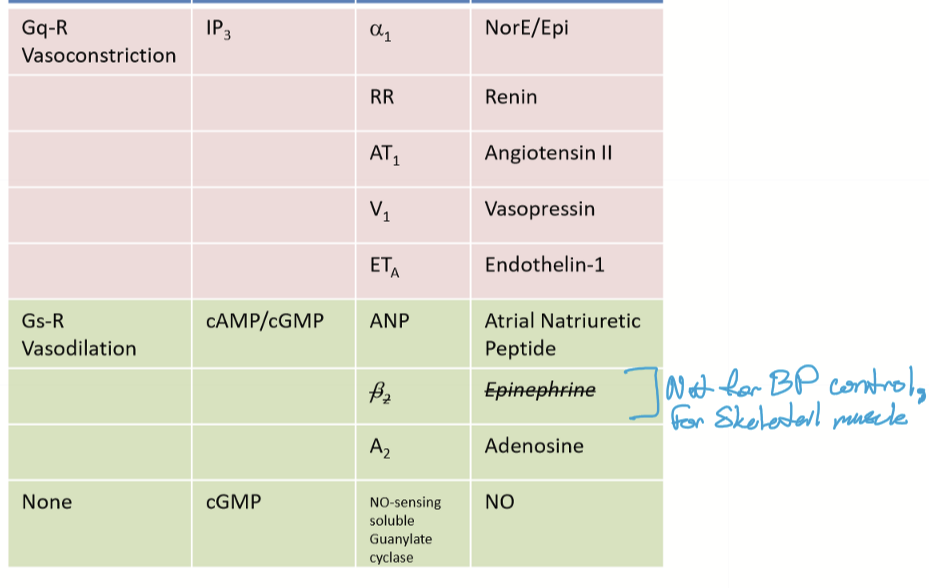 <ul><li><p>NorE/Epi (SNS only) to alpha 1 with Gq-R and IP3 as secondary messengers </p></li><li><p>Endocrine </p><ul><li><p>Renin</p></li><li><p>Angiotensin II</p></li><li><p>Vasopressin</p></li><li><p>Endothelin-1</p></li></ul></li></ul><p></p>