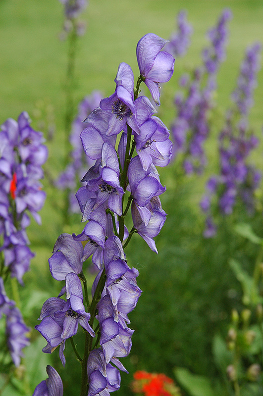 <p>An upright perennial with hooded, deep-blue flowers on tall spikes and divided foliage.</p><ul><li><p>good cut flower</p></li></ul><p></p>