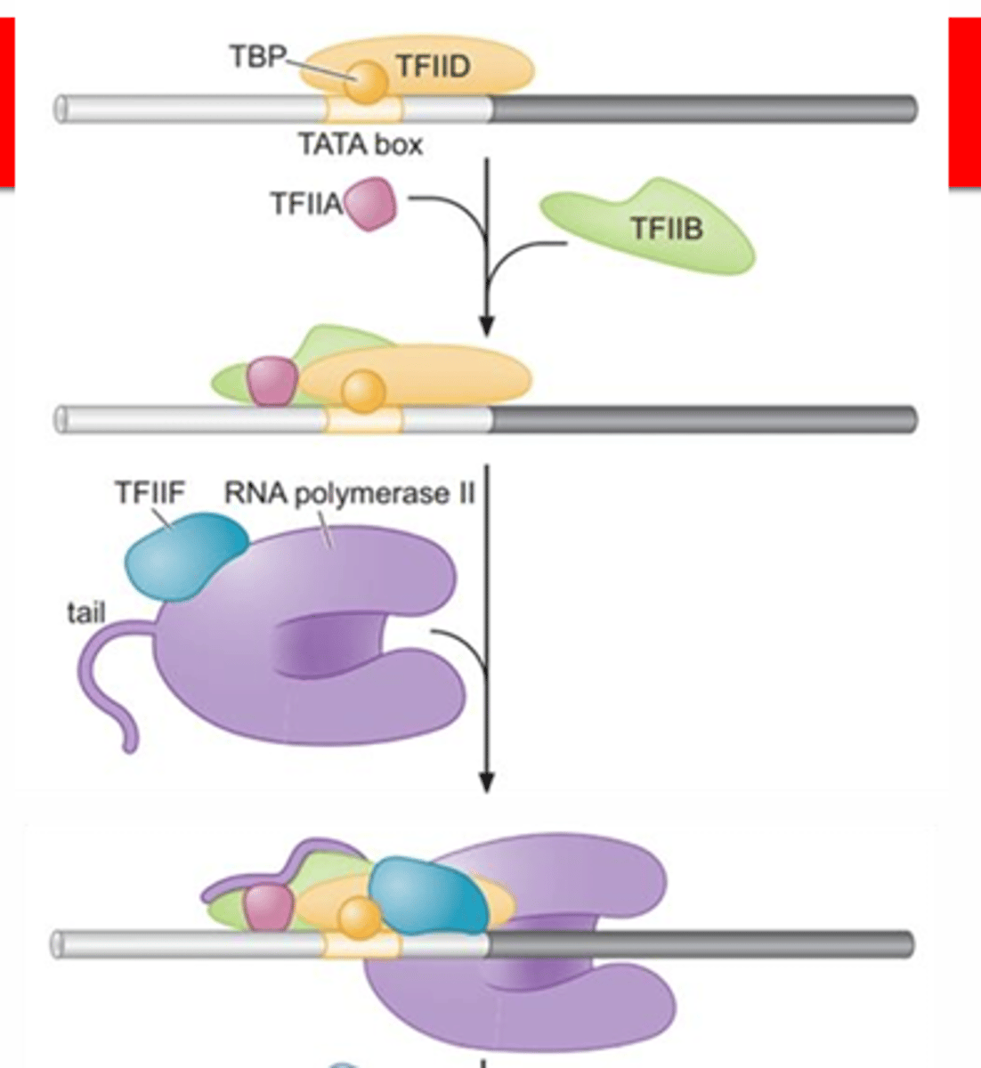 <p>sequential assembly of the six general transcription factors (GTFs)</p>