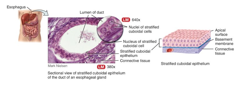 <p>two or more layers of cuboidal cells; makes things, adult sweat glands</p>