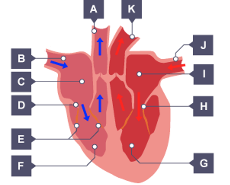<p>Label each part:</p>