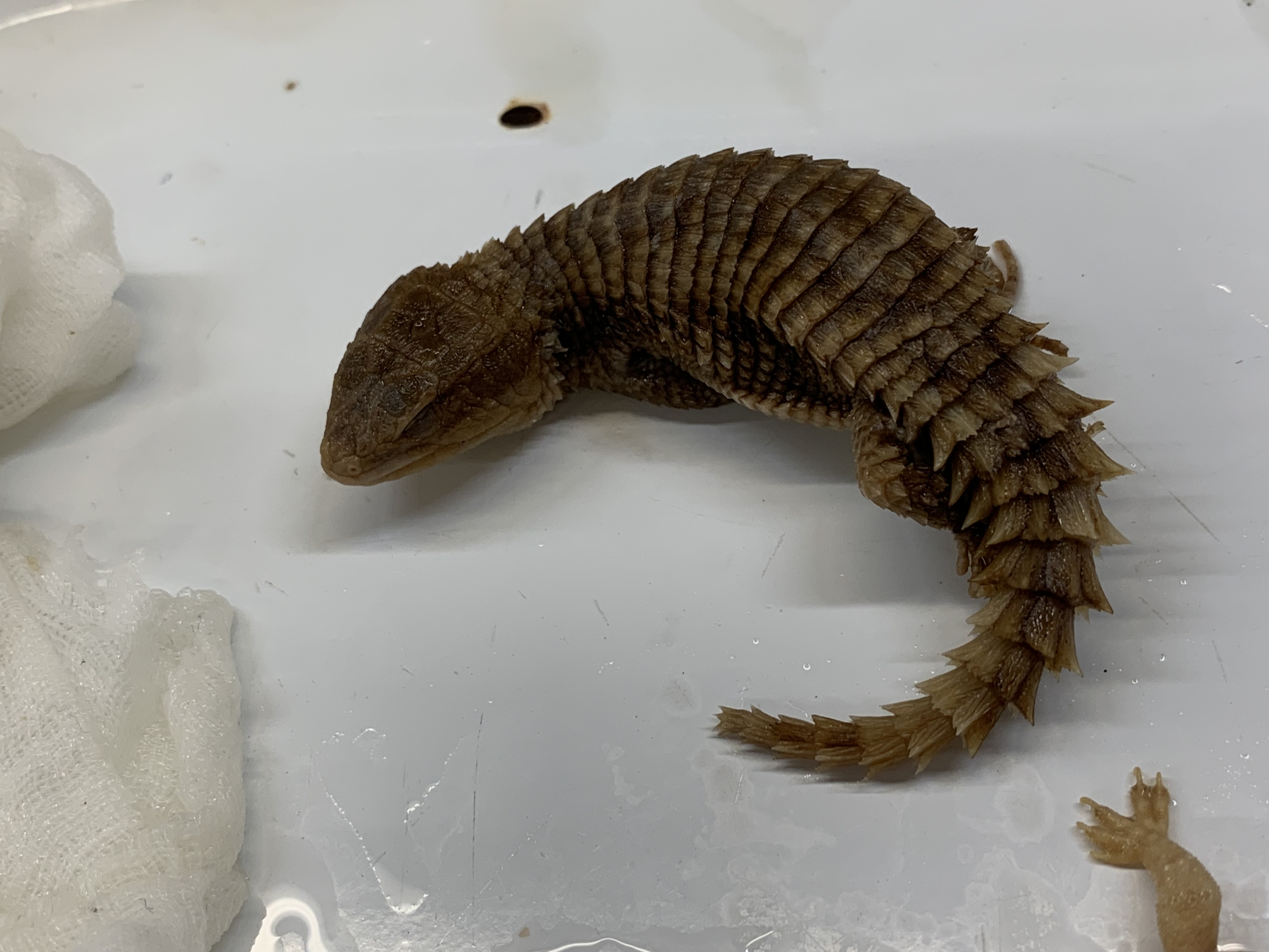 Clade, Family, Genus sp. 