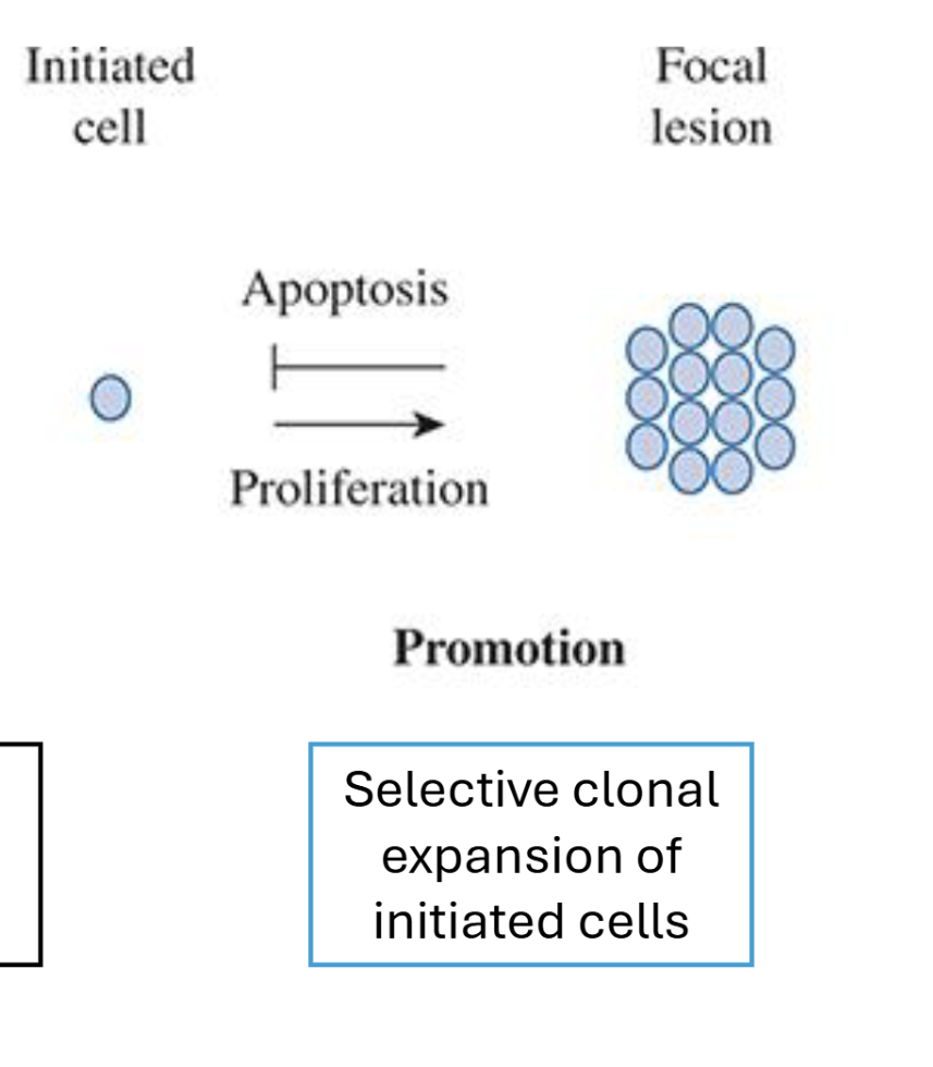 <p>Selective expansion of cells</p><p>No direct DNA modification or mutation involved</p><p>Multiple cell divisions necessary → clonal expansion of initiated cell population</p><p>Reversible via apoptosis of cells </p>