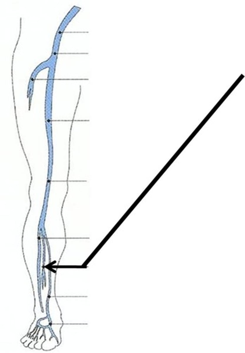 <p>branches off posterior tibial artery; supplies lateral compartment of leg</p>